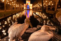 christmas garden 8459.jpg